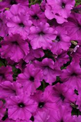 Easy Wave Violet Spreading Petunia